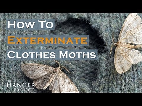 How To Exterminate Clothes Moths? 🦋 | Kirby Allison