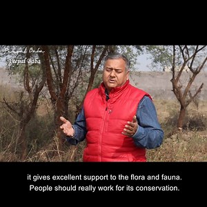 Babul tree, also called Acacia Nilotica, is a very important native tree. Watch the video to find out its benefits. #Givemetrees #Peepalbaba For more such videos, subscribe to Peepal Baba's Youtube channel: https://www.youtube.com/channel/UCqTJFC4i1X261hhma5DQGaQ | Give Me Trees Trust