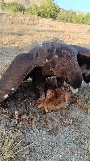 Golden Eagle vs Big Rooster – Shocking Hunting Moment!👀🦅