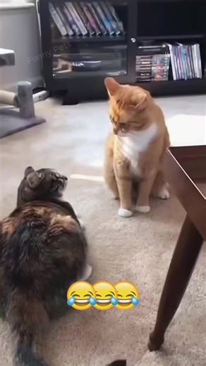 Funny Animals Compilation With Voiceover