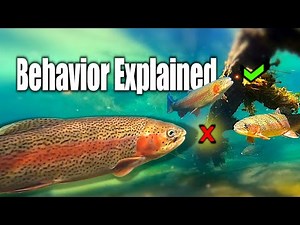 BIG Trout Feeding Habits Observed Underwater!!! Get ahead of the Competition with this Knowledge!