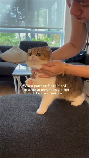 259K views · 5.6K reactions | Phoebe’s dealing with some chin acne so I bought a 2% chlorhexidine medicated wipes but open to recommendations! What’s help your cat’s chin acne?  #cat #catsofinstagram #chinacne #catmom #felineacne #cattips #catcare #catadvice #chlorhexidine | Phoebe & Samantha | Facebook