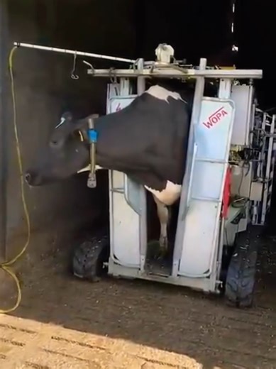 Daily Health Care Routine for Cows: Essential Practices