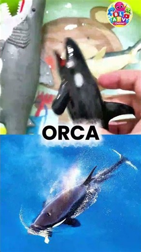 WATER ANIMAL NAMES AND FACTS| OCEAN ANIMAL TOYS FOR TODDLERS AND PRESCHOOLERS