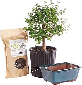 Brussel's Bonsai Live Dwarf Jade Bonsai Tree Kit - Medium Indoor Dwarf Jade Tree - Bonsai Kit with Ceramic Bonsai Pot and Bonsai Soil