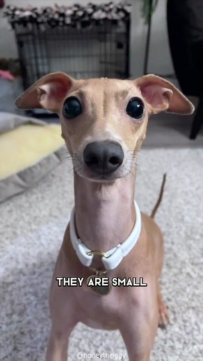 Italian Greyhound 🐶 One Of The Laziest Dog Breeds In The World #italiangreyhound #italiangreyhounds #italiangreyhoundpuppy #italiangreyhounddog #italiangreyhoundsofinstagram #italiangreyhoundlove #italiangreyhoundofinstagram #italiangreyhoundlife #italiangreyhoundclothes #italiangreyhoundpuppies | 1 Minute Animals