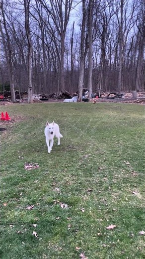 Dukey makes a jumping catch #corgi #puppy #cute #football