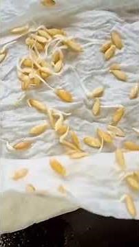 #cucumber seed growing #germinating cucumber seeds #how to grow cucumber at home