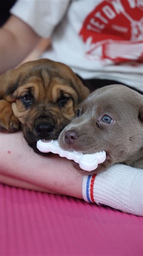 Puppy Yoga St. Louis on Instagram: "St. Louis, classic puppy energy is coming this weekend. 💛🐾 Happy, playful, and always up for cuddles — Labrador Retriever puppies are taking over the mat for a feel-good session. 🐶✨ 45 mins yoga + 30 mins puppy cuddles 🤍 St. Louis — Labrador Retrievers December 27–28 (Saturday–Sunday) Spots are limited — link in bio to save your spot! 📍 #PuppyYogaStLouis #LabradorRetrieverPuppies #PuppyYoga #CutestWorkoutEver #StretchAndSnuggle HappyHumansHappyPuppies"