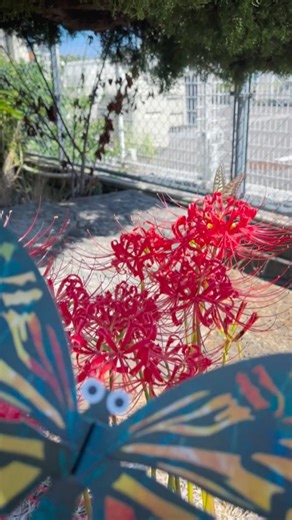 hacomo | 段ボール工作キット | 庭に綺麗な彼岸花！ 撮影してるとチョウチョが…🦋 #hacomo #ダンボール工作キット #ダンボール #ダンボール工作 #cardboardcrafts #工作課題 #ワークショップ #工作 #工作キット #彼岸花 | Instagram