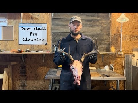 How to Prepare a Deer Skull for a Euro Mount