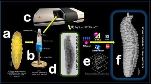 Revealing the larval anatomy of the hoverfly Sphaerophoria rueppellii (Wiedemann, 1820) (Diptera, Syrphidae) using micro-computed tomography - Scientific Reports