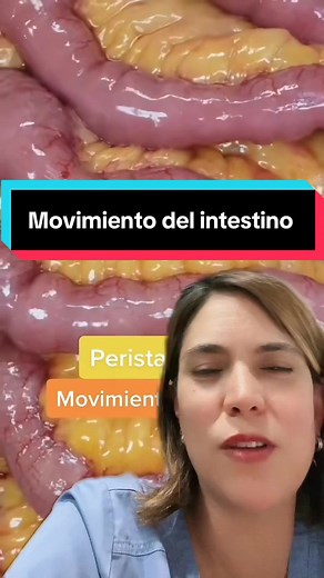 Función del Intestino Delgado: Digerir y Absorber Nutrientes