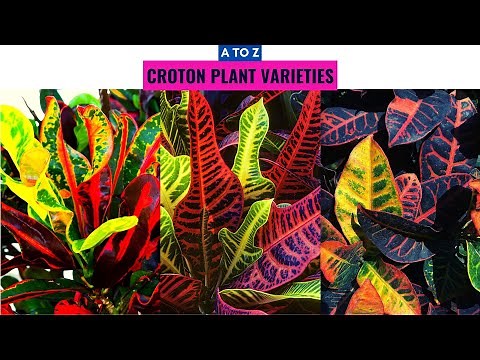 Croton Plant Varieties A to Z