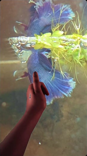 over 400 eggs today! a clip of my betta fish couple spawning#betta #bettafish #fishbreeding#spawning