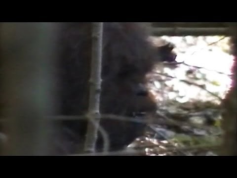 Bigfoot Video Claims 2013: Footage, Evidence Claimed By Researchers In New Video