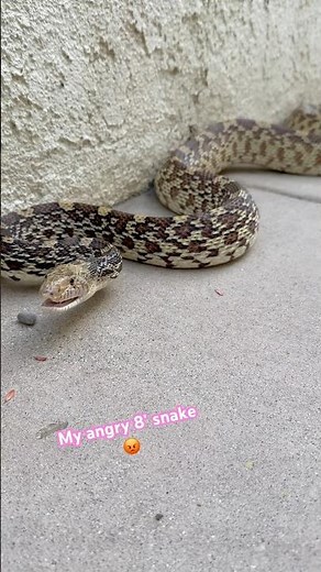 Longest Bull Snake ever 🤔