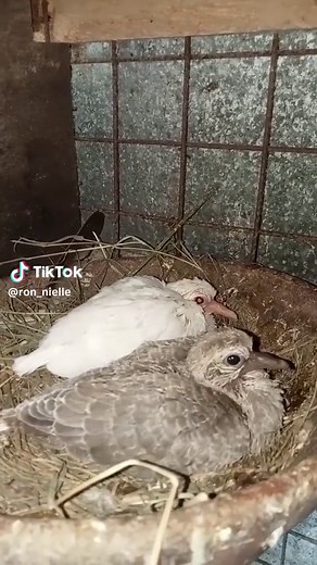 Ringneck Dove Breeders and Bird Hobbyists