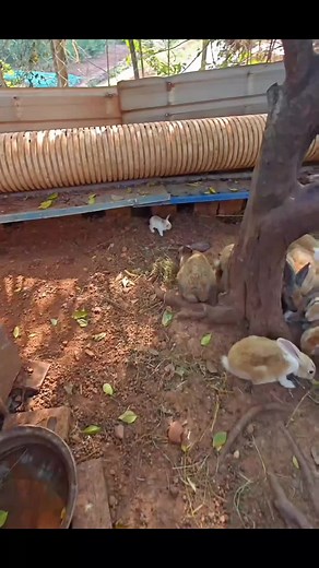 Discover the Cutest Bunnies: Adorable Rabbit Moments