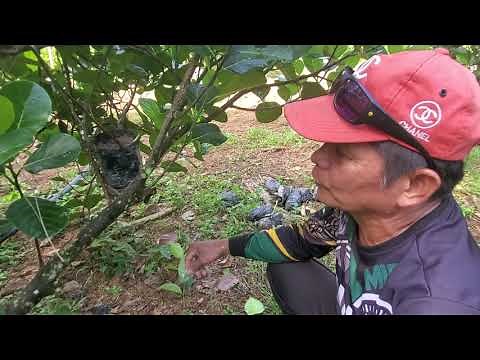 Learn Grafting Techniques To Reproduce Sweetest Jackfruit