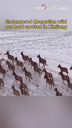 Endangered Mongolian wild ass herd spotted in Xinjiang