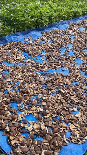 Proses pembuatan kopra dengan metode penjemuran di bawah terik sinar matahari #kopra #kelapa