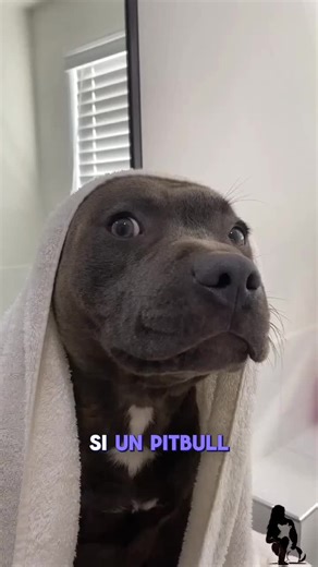 PITBULL #pitbull #grandduercanine #etologia #pitbullsoftiktok #pitbulllove