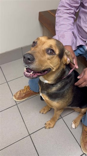 An update from our pyometra surgery with Perla. She’s doing sooo great! Ok everyone remind us all why we get so worried about a pyometra and all the things we need the world to hear so that no girl is ever lost to one. Go!! | Jarrettsville Vet Center