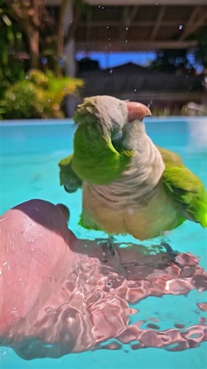 Playful Parrot Enjoying Bathtime in the Pool