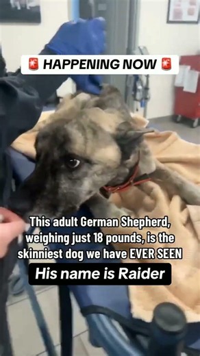 🚨 THIS GERMAN SHEPHERD WEIGHS ONLY 18 POUNDS... 💔🐾