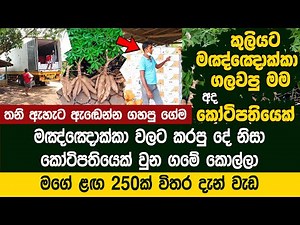 මඤ්ඤොක්කා වලට කරපු දෙයින් කෝටිපතියෙක් වුන ගමේ කොල්ලා - Cassava Export | Ajith Rathnasiri