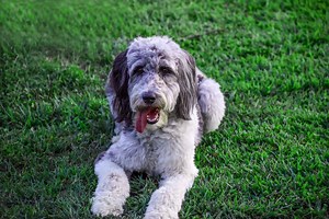Aussiedoodle Prices in 2024: Purchase Cost, Vet Bills, and More!