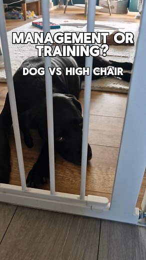 Management and training are both valid tools in the dog world — and neither is “cheating” or “wrong.” Training builds long-term skills and behaviours, while management helps you prevent unwanted situations right now. Which one you use can depend on your skill level, your priorities (maybe you’re focusing on other behaviours first), your lifestyle, or the level of risk involved. We don’t live in perfect training bubbles — we live in homes, with real lives, real schedules, and real dogs. I recomme