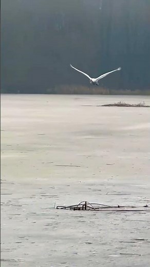 Swan Flying and Landing Beautifully on the Lake 🎥: Anatol Andreyeu