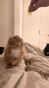 Munchkin cats are a unique breed known for their short legs due to a natural genetic mutation. Despite their low-to-the-ground stature, they are agile, playful, and highly social. Munchkins come in both long-haired and short-haired varieties, with coats in many colors and patterns, from tabby to tuxedo. Their friendly and affectionate nature makes them great companions, and their playful spirit often endears them to families. Regular grooming is beneficial, especially for long-haired types, but 