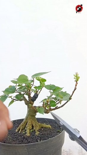 Mini hibiscus bonsai process. #waru #hibiscus #bonsaiprogramm #bonsaiprocess #bonsaitutorial #fyp #reelsviral #themax #themax30cm #fblifestyle | Henzo Bonsai