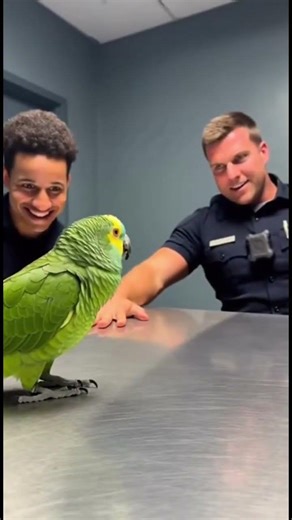 Parrot & Cops - Where were you last night? #parrot #police #shorts #cops