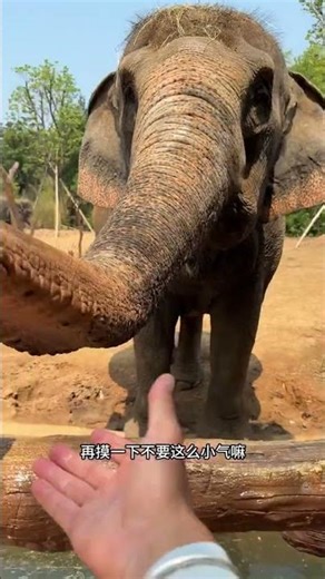 Elephant Spray Dragon Dream Animal World Will your nose droop when you get older