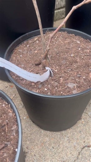 Part2🍎Turning my backyard into a fairytale orchard starts today 🌳✨ #fruittrees#viral#gardeningtips