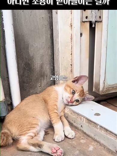 고양이와 죽음의 개념에 대한 탐구