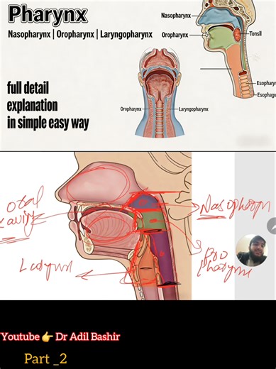 Understanding the Pharynx: Nasopharynx, Oropharynx, Laryngopharynx