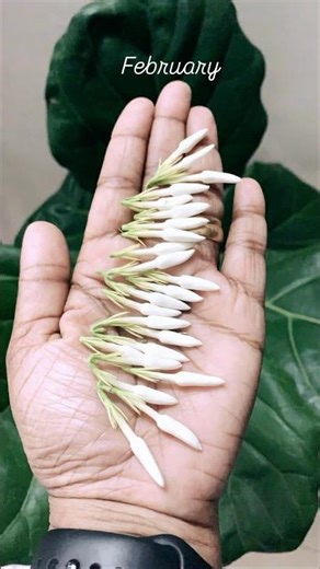 12 Months • 12 Flowers 🌺