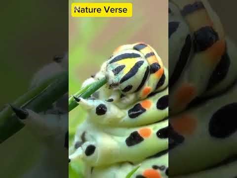 "Forest Insects: Tiny Creatures Living Close to Nature | How They Find Food & Survive