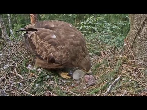 🐣 Egg hatched in Eagle Nest 🦅 | Lesser spotted eagle | Jun 9, 26