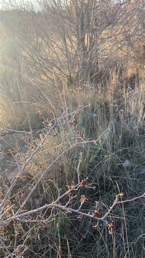 Tracking down a rabbit ￼