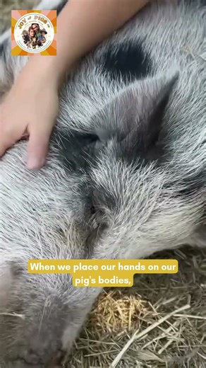 How Pigs Help You Slow Down