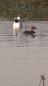 25K views · 9.9K reactions | The Mallard Machine. The ultimate addition to any spread. #MOJOOutdoors #MOJOTV | Mojo TV | Facebook