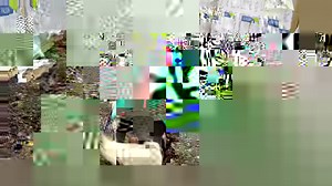 1.6K views · 54 reactions | You may recognise Stanley, a 7-year-old...