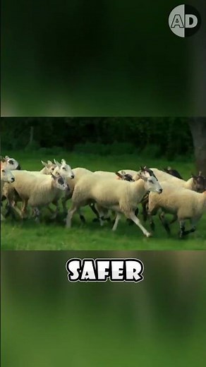 Sheep: The Instinct That Triggered a Fatal Chain Reaction 🐑💔