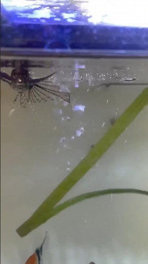 African Butterfly Fish settling in #FishTank #AfricanButterflyFish #AquariumLife